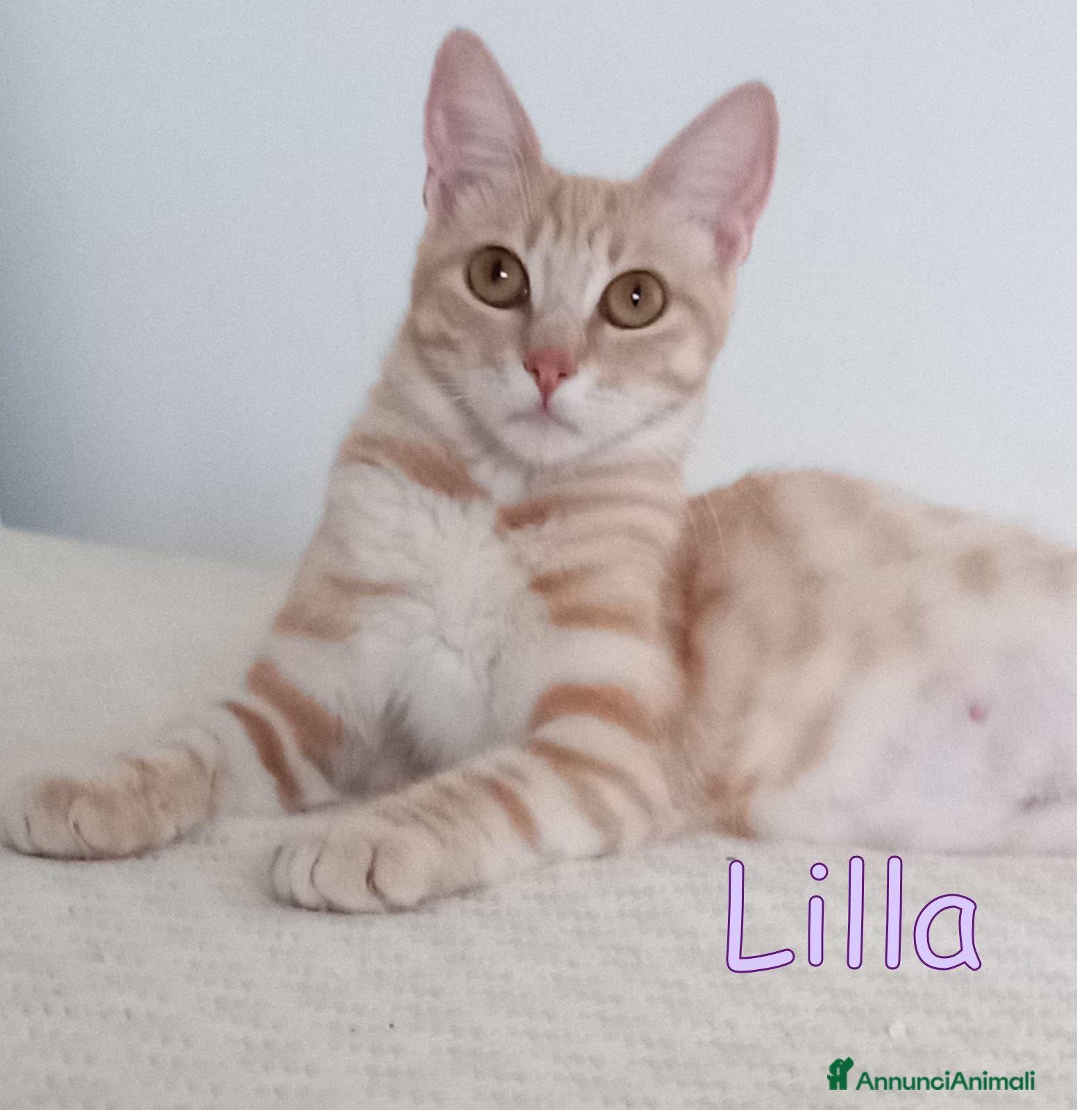 Europeo gatti  LILLA GATTINA STUPENDA - Annuncio 25