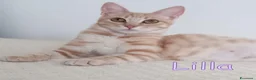 Europeo gatti in regalo:  LILLA GATTINA STUPENDA - Annuncio 1