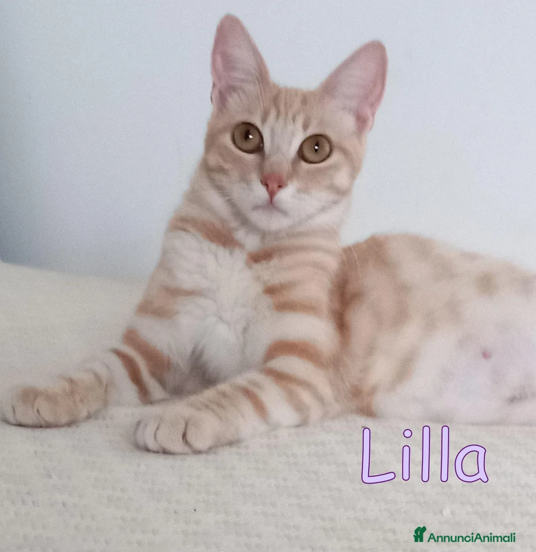 Europeo gatti in regalo:  LILLA GATTINA STUPENDA - Annuncio 1
