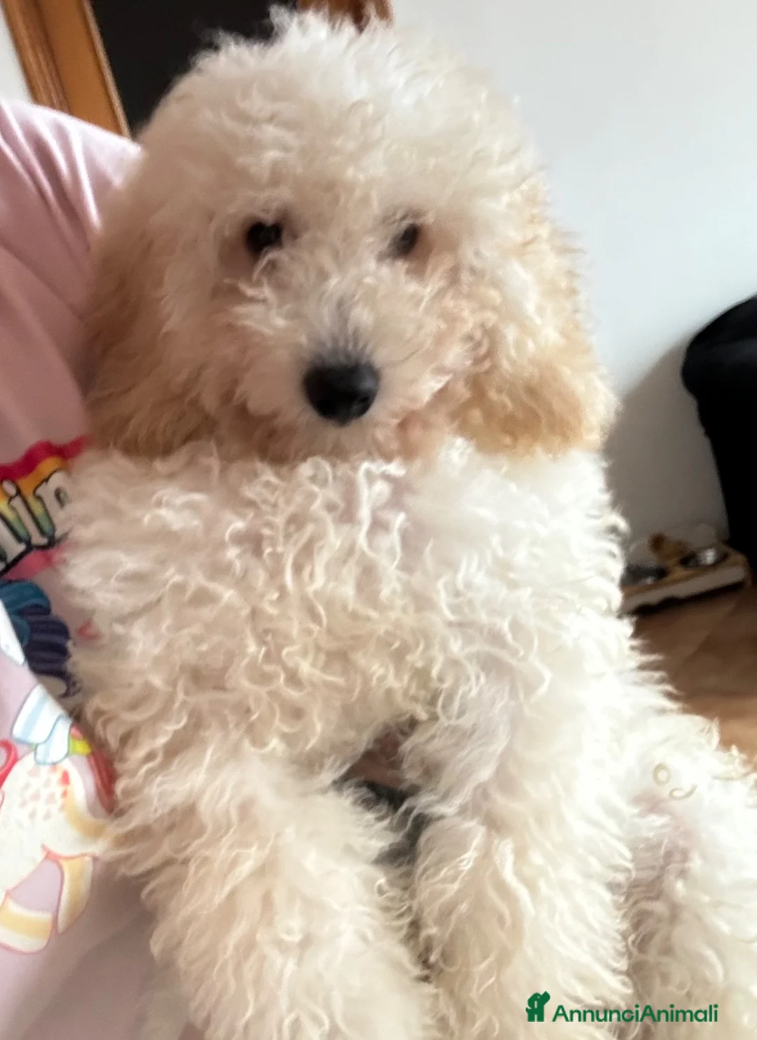Barboncino Toy cani in vendita: Barboncini toy e nani (possibile consegna) - Annuncio 5