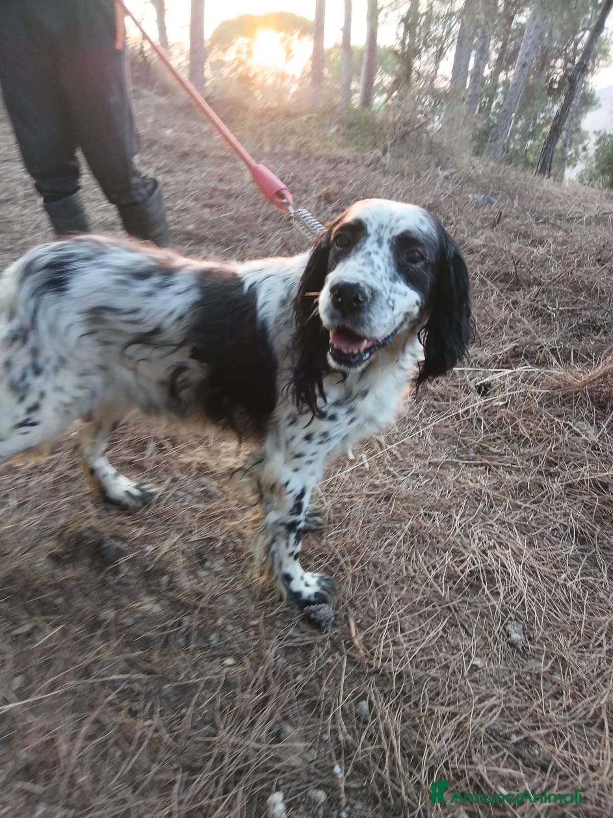Setter Inglese cani Splendido Setter Inglese - JACK - Annuncio 2
