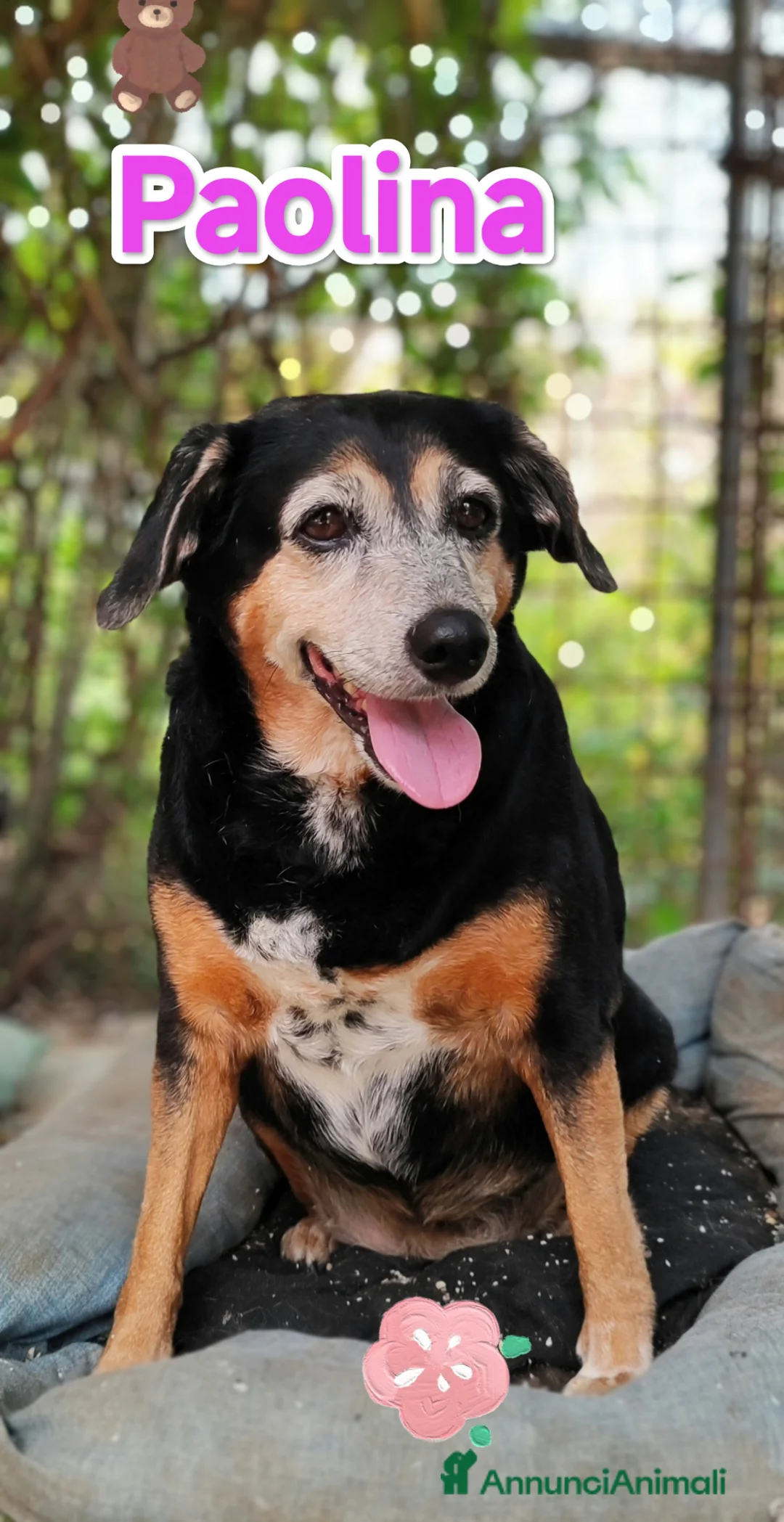 Meticcio cani in regalo: Paolina cerca adozione ha perso il suo umano a Provincia di Modena - Annuncio 2