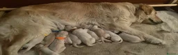 Golden Retriever cani in vendita: vendo cuccioli golden retriever con pedigree  a Provincia di Varese - Annuncio 2