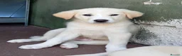 Meticcio cani in regalo: Tre cuccioli mix golden! (3 mesi)  - Annuncio 4