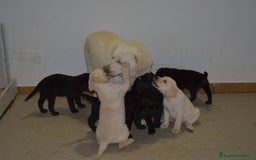 Labrador cani in vendita: Cuccioli Labrador disponibili a Modena | Cucciolo - Immagine 5