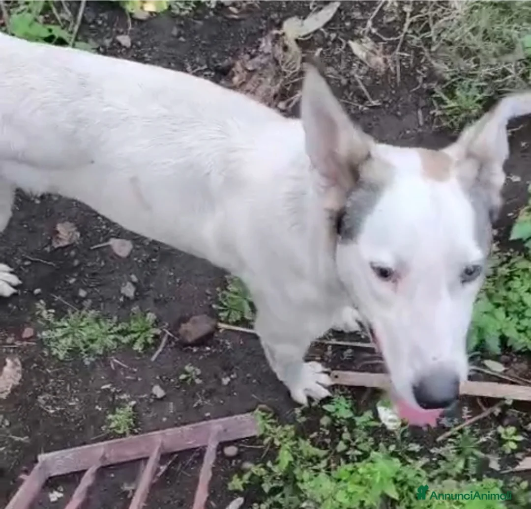 Meticcio cani in regalo: 1anno bellissimo VIVE ISOLATO IN 1TERRENO.OK GATTI - Annuncio 2