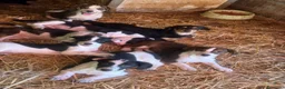 Meticcio cani in regalo: TANTI CUCCIOLI TAGLIA PICCOLA!! Dolcissimi! - Annuncio 6