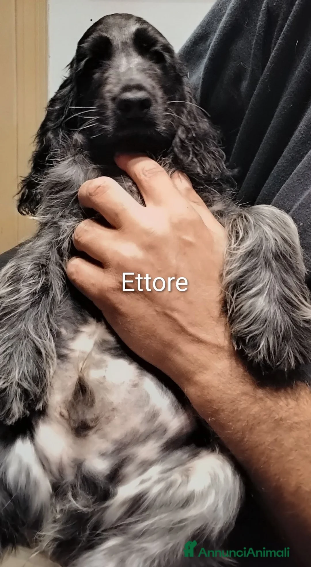 Cocker cani in vendita: Cucciolo Cocker Spaniel Inglese Blu Roano  - Annuncio 2