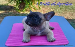 Bulldog Francese cani in vendita: BULLDOG FRANCESE  a Provincia di Latina - Immagine 3