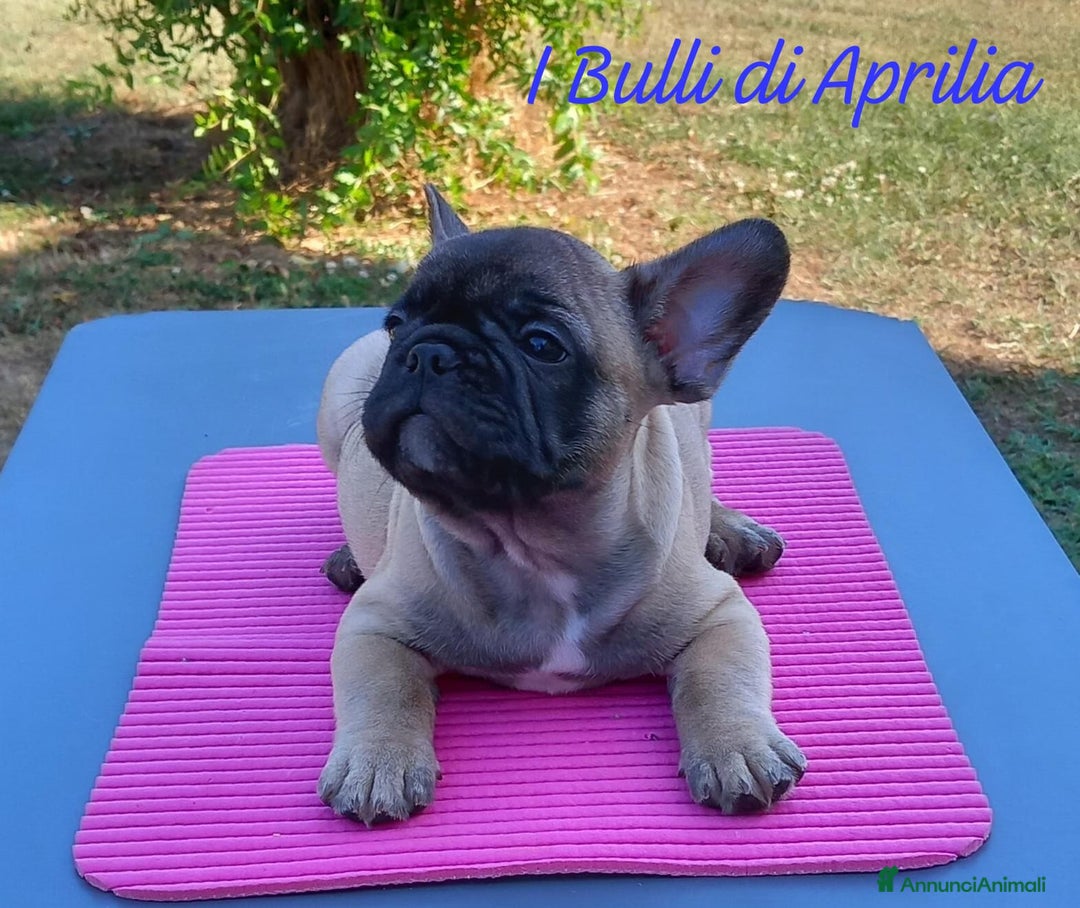 Bulldog Francese cani in vendita: BULLDOG FRANCESE  a Provincia di Latina - Immagine 3