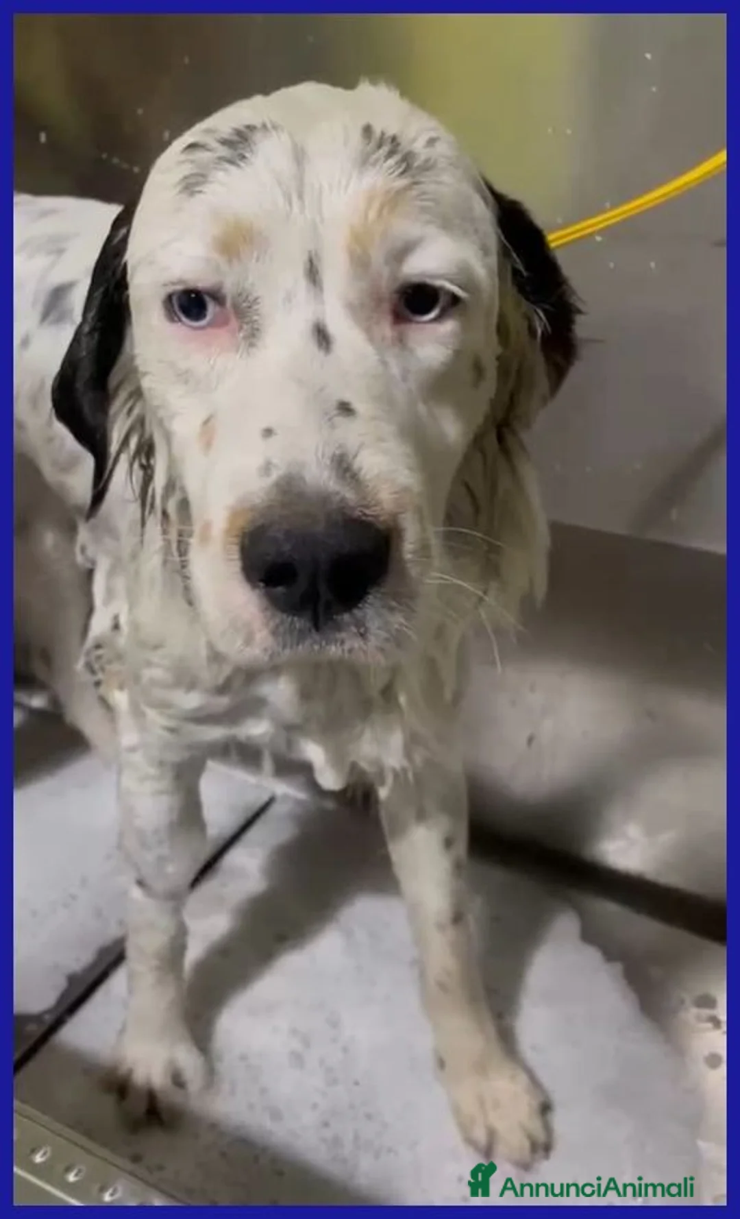 Meticcio cani in regalo: ACHILLE GIOVANE CAGNOLINO DAGLI OCCHI AZZURRI - Annuncio 2