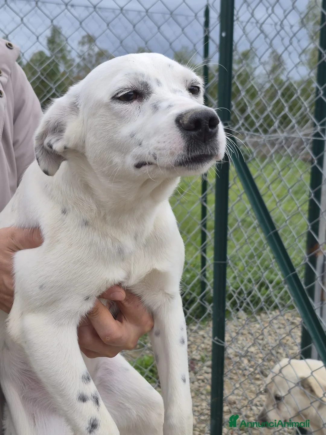 Meticcio cani in regalo: Tanti cuccioli cercano un porto sicuro - Annuncio 16
