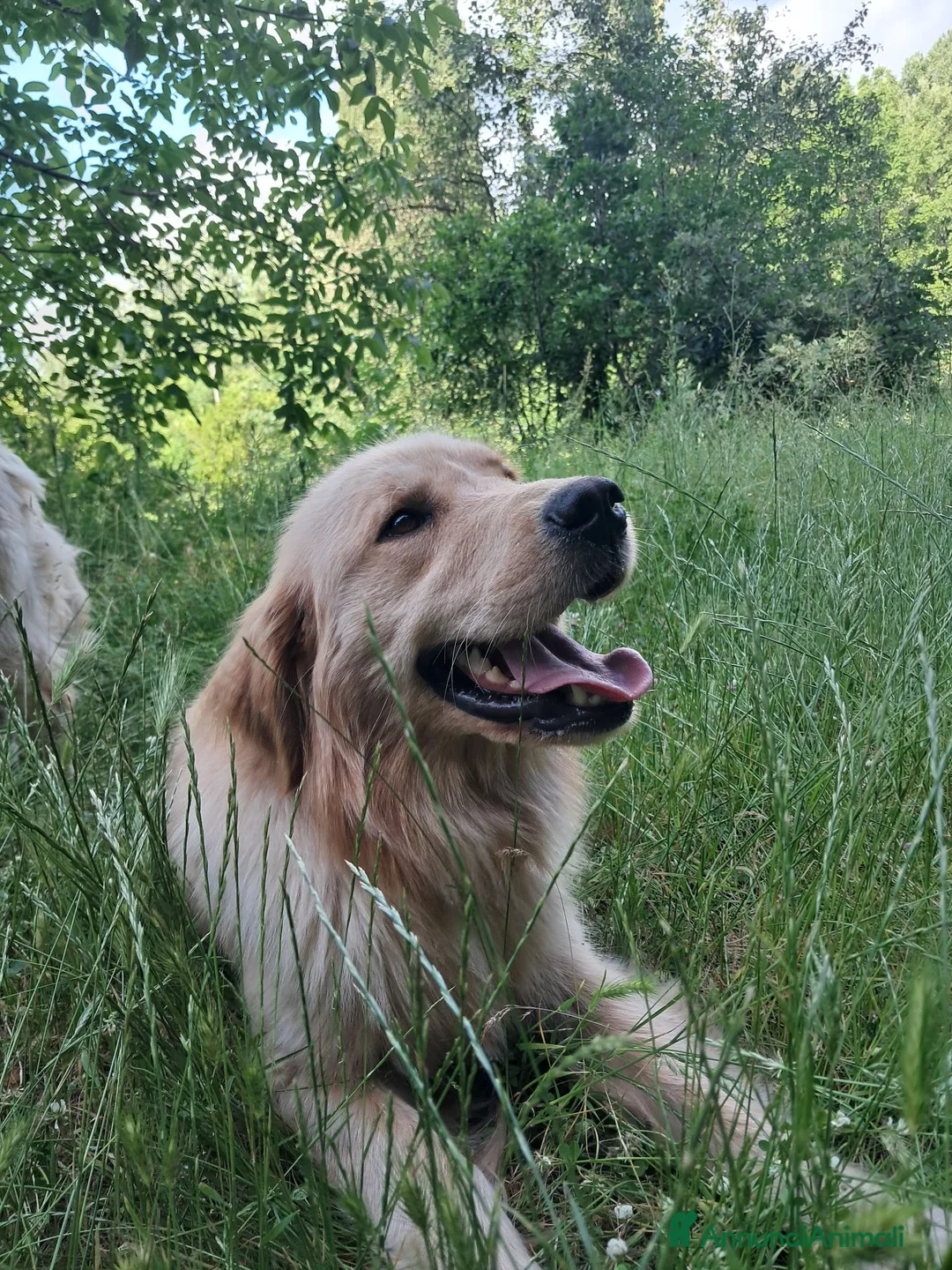 Golden Retriever cani in vendita: Cuccioli Golden Retriever Americano  a Provincia di Cremona - Annuncio 1