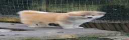 Akita Inu cani in vendita: CUCCIOLI DI AKITA LOMBARDIA  - Annuncio 7