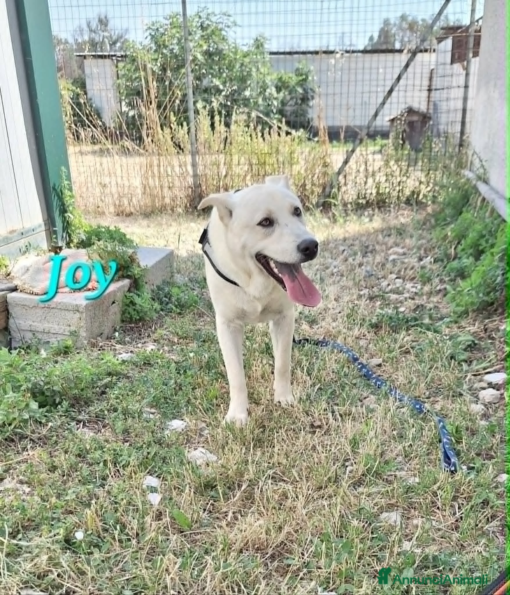 Meticcio cani Joy stupendo cucciolo in attesa di una famiglia - Annuncio 12