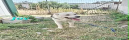 Meticcio cani in regalo: Joy stupendo cucciolo in attesa di una famiglia - Annuncio 1