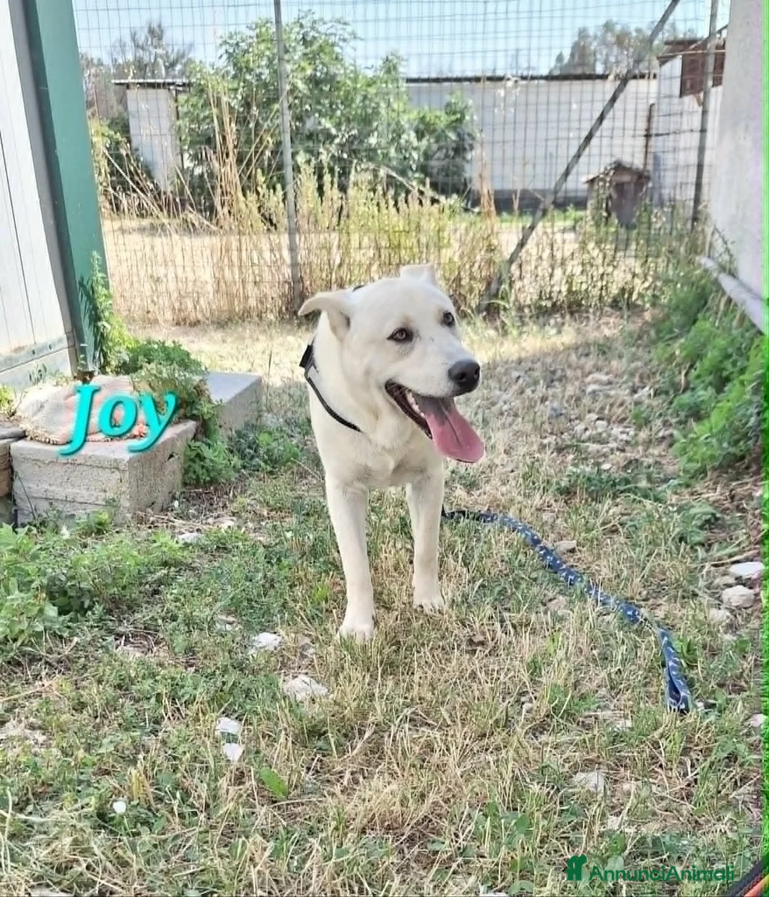 Meticcio cani in regalo: Joy stupendo cucciolo in attesa di una famiglia - Annuncio 1