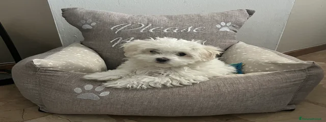 Lola