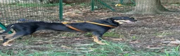 Meticcio cani in regalo: Skylar, stupenda simil segugia - Annuncio 4