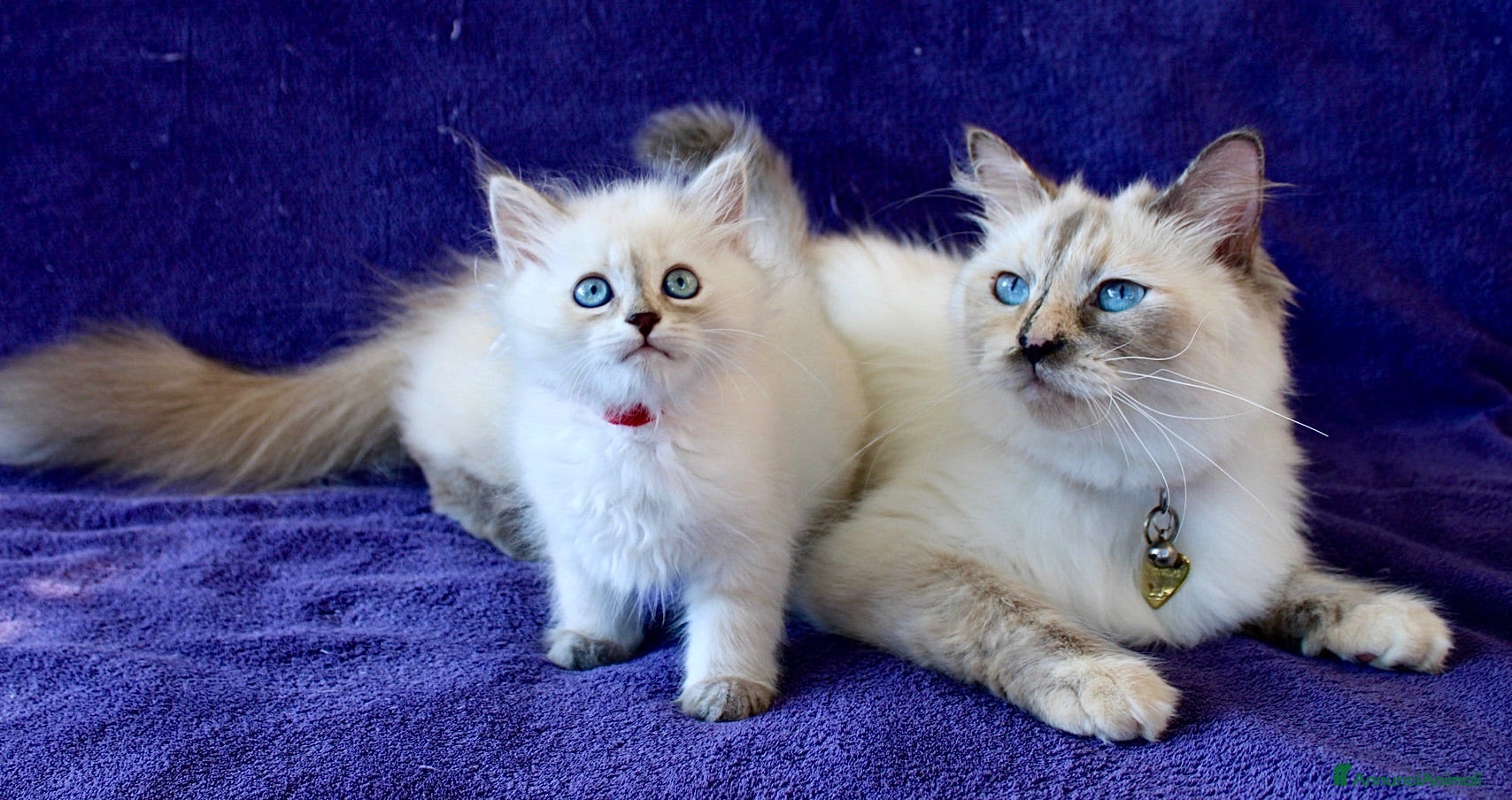Siberiano gatti Cuccioli ipoallergenici di gatto siberiano - Annuncio 1