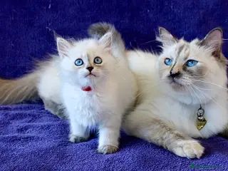 Siberiano gatti Cuccioli ipoallergenici di gatto siberiano - Annuncio 2