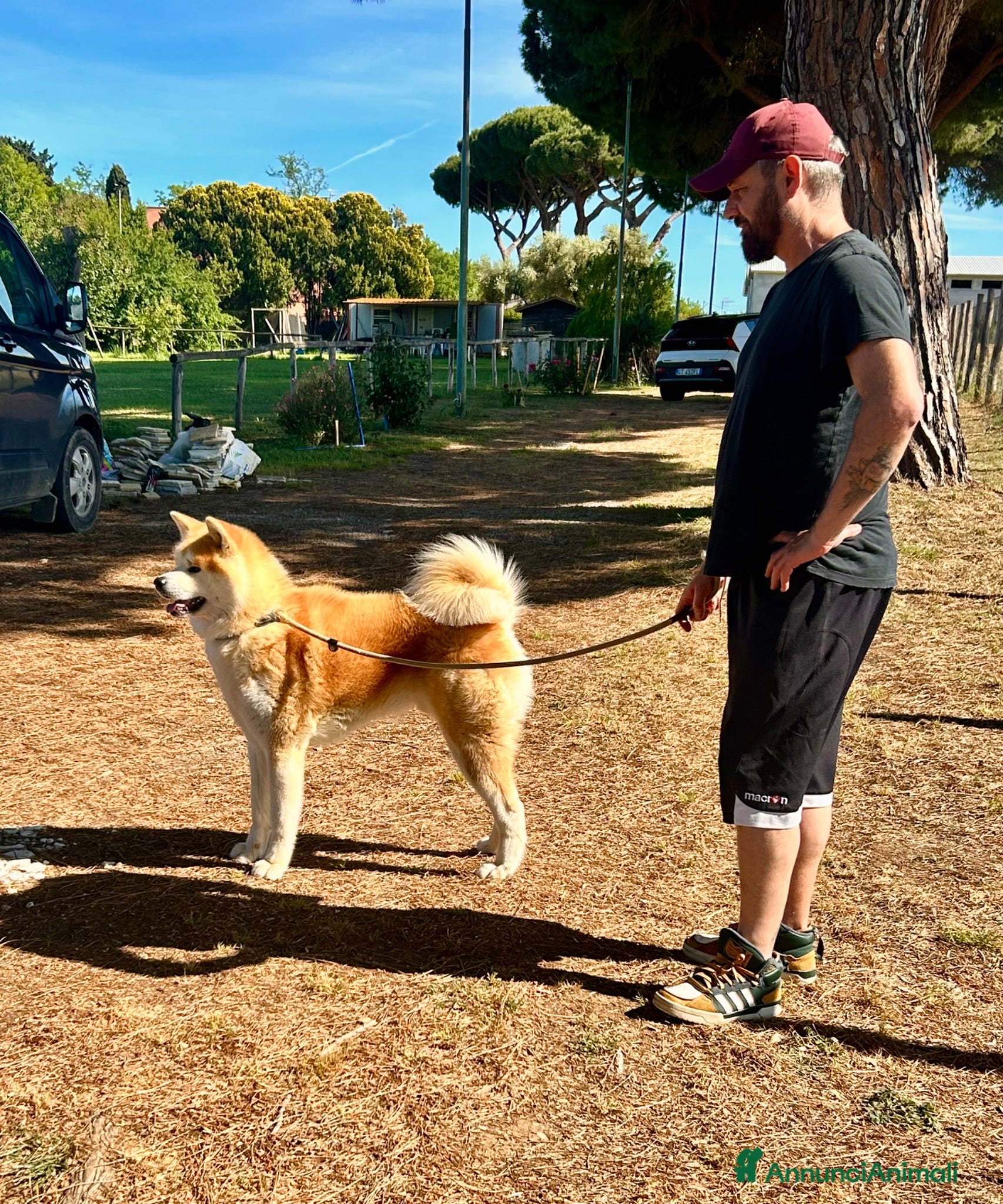 Akita Inu cani in regalo: Akita in affido  - Annuncio 1