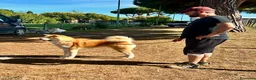 Akita Inu cani in regalo: Akita in affido  - Annuncio 1