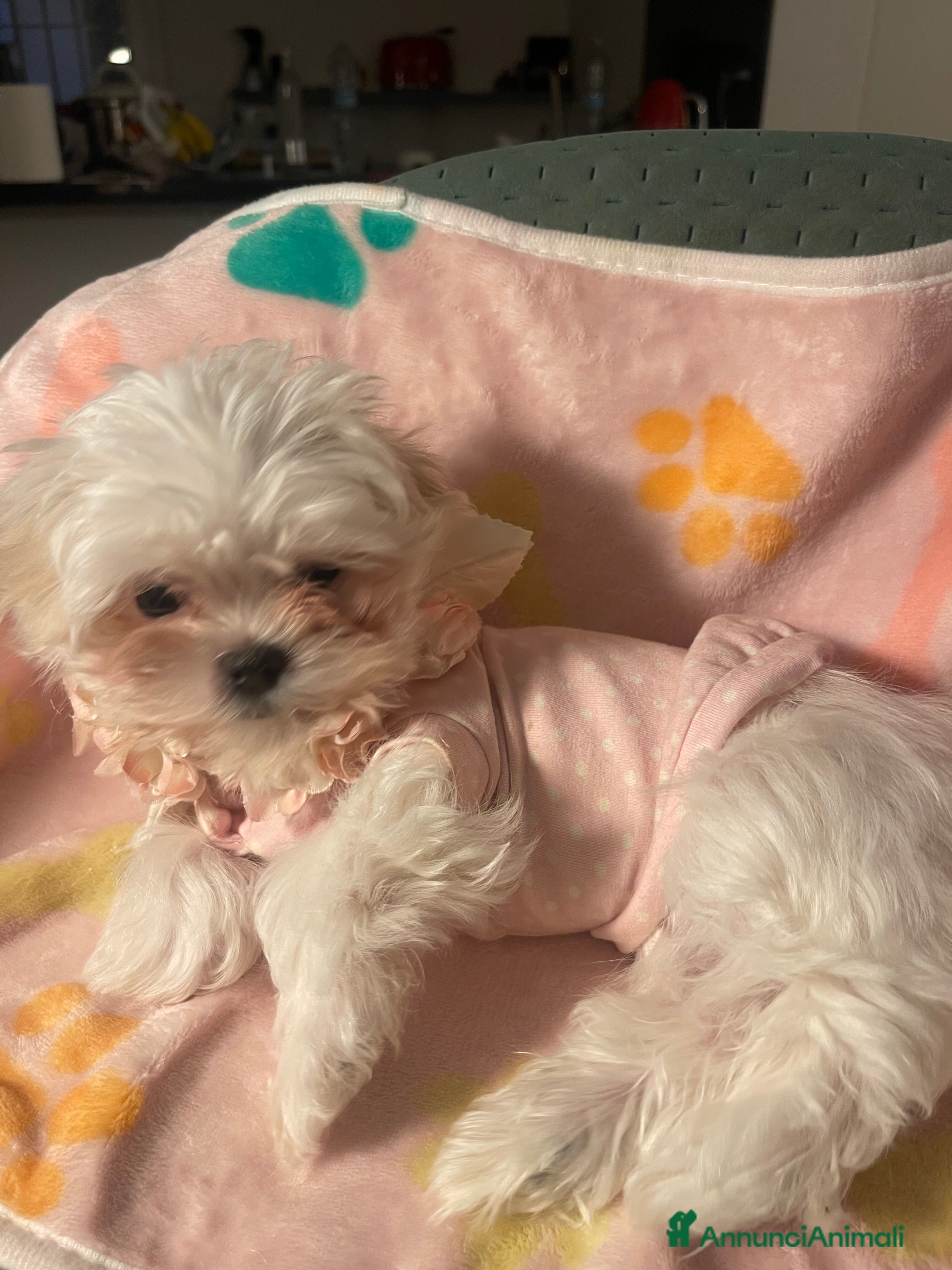 Maltese cani Dolcissima cucciola di razza Maltese - Annuncio 2