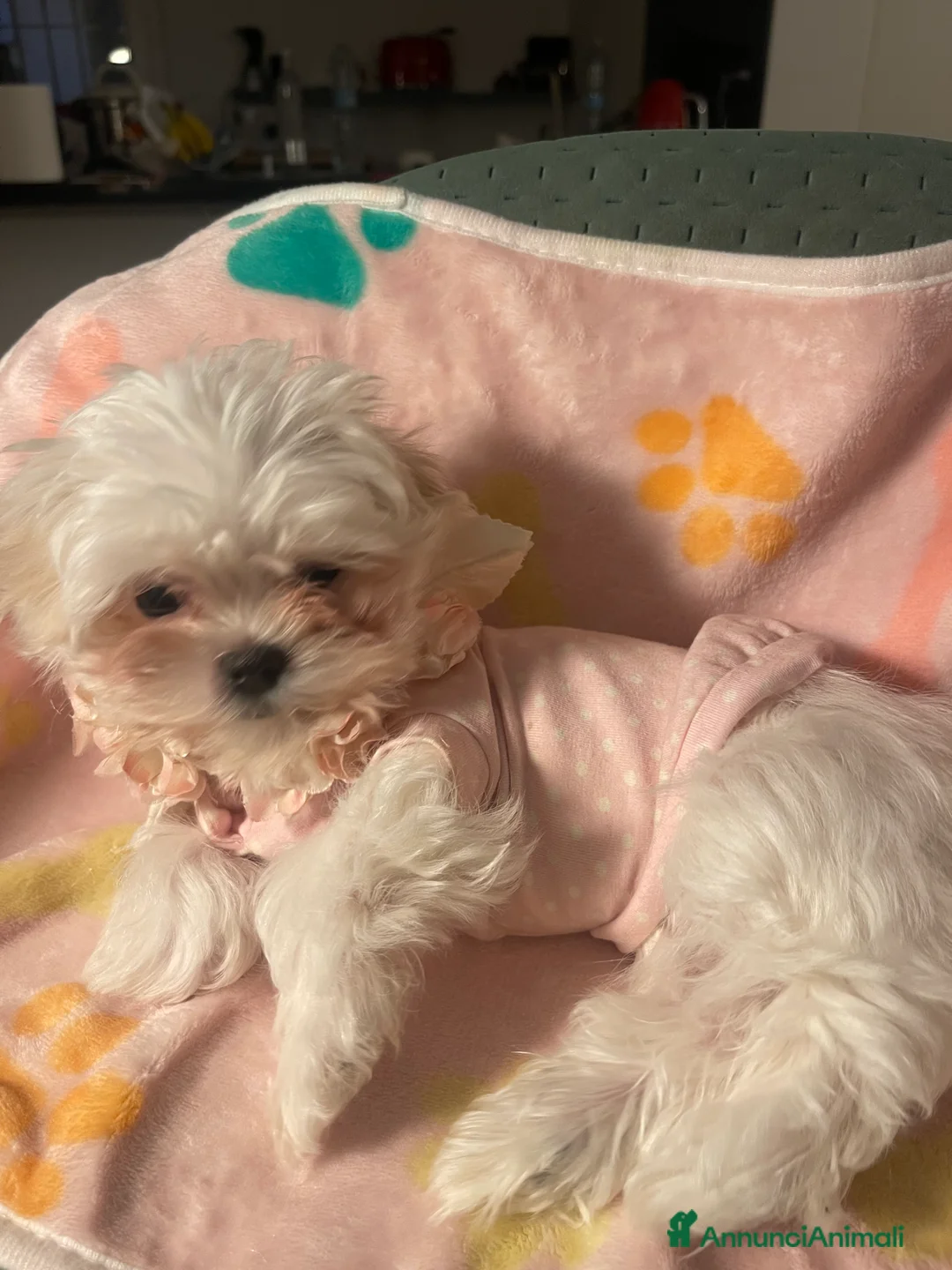 Maltese cani in vendita: Dolcissima cucciola di razza Maltese - Annuncio 2