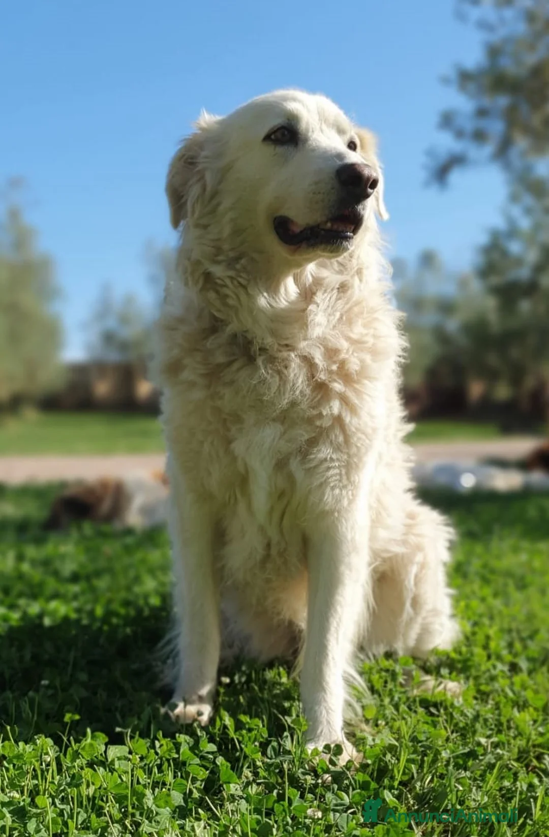 Pastore Maremmano cani in regalo: Bianca,una meraviglia candida e dolcissima a Pomezia - Annuncio 6