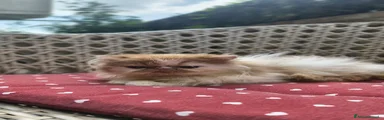 Persiano 3