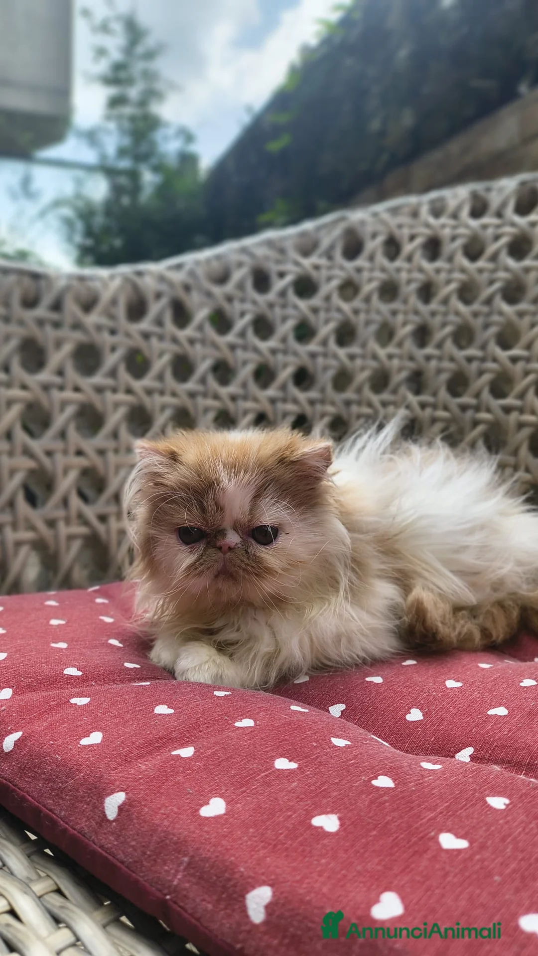 Persiano gatti in vendita: Cuccioli persiani ed exotici a Città metropolitana di Milano - Annuncio 2