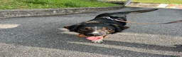 Meticcio cani in regalo: duke  - Annuncio 5