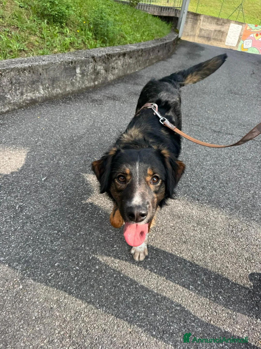 Meticcio cani in regalo: duke  - Annuncio 5