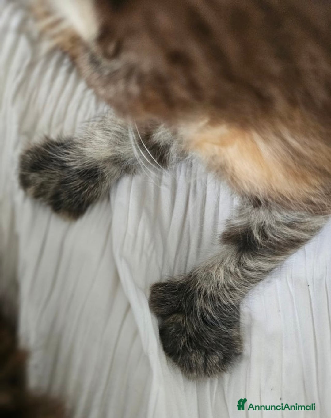 Maine Coon gatti in vendita: Cuccioli di Maine Coon ❤️ - Annuncio 11