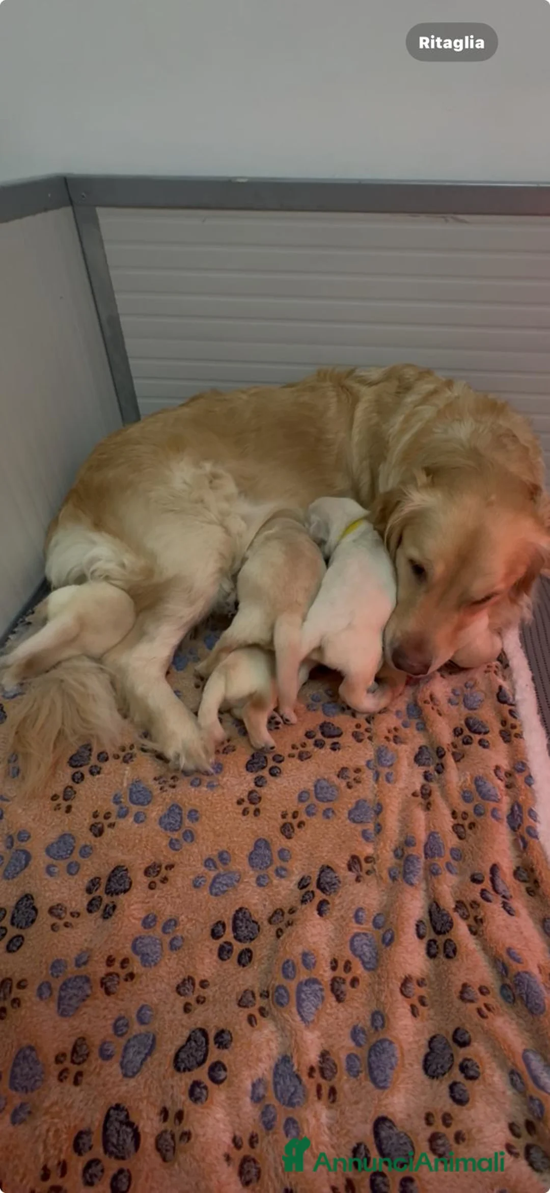 Golden Retriever cani in vendita: Golden Retriever Americano  a Provincia di Brescia - Annuncio 2