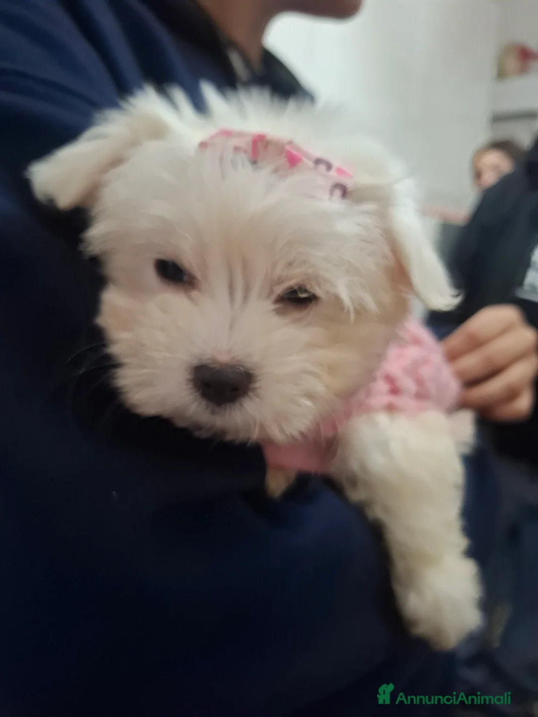 Maltese cani in vendita: Maltesi Toy - Annuncio 3
