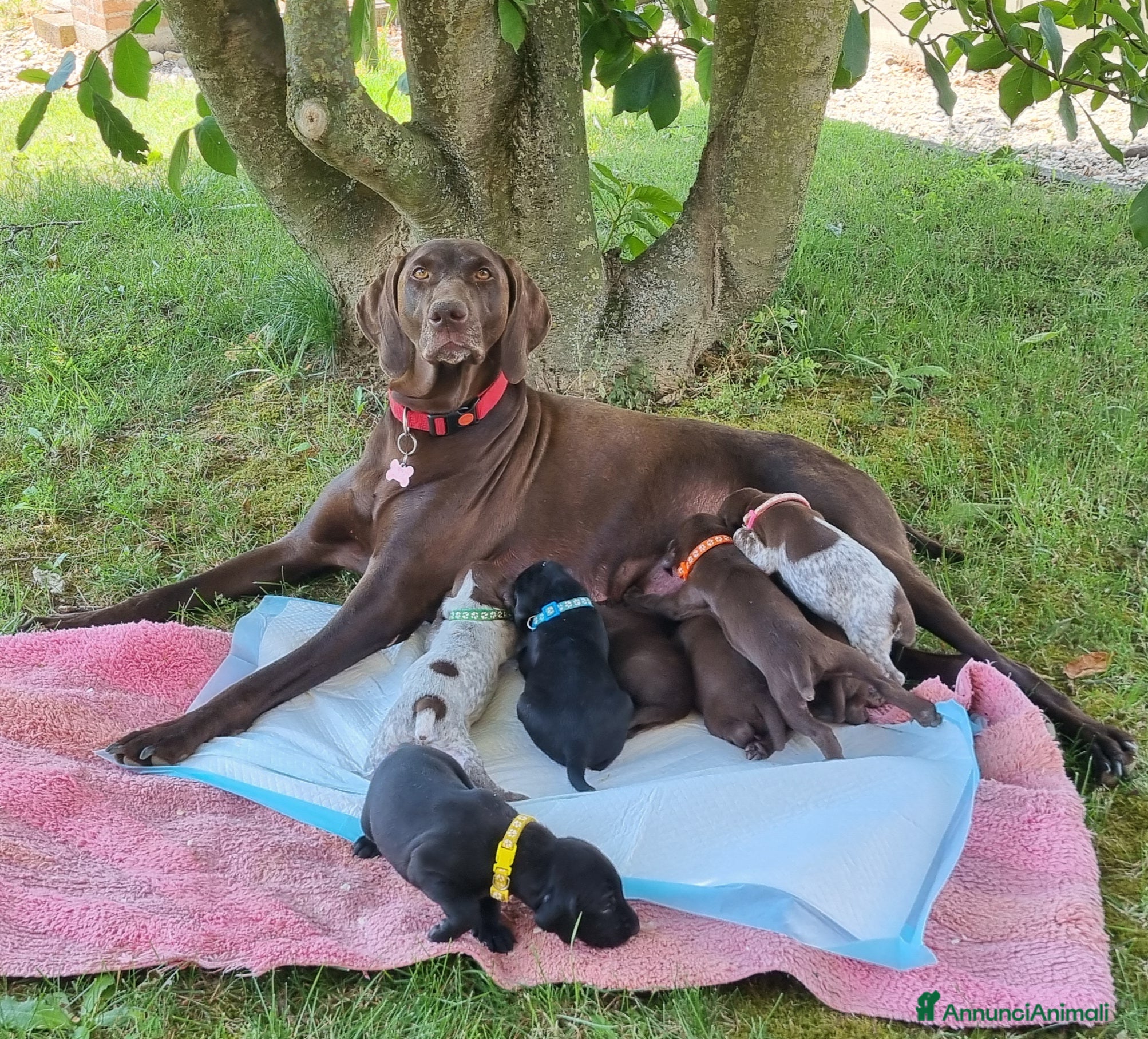Bracco cani Cucciolo Bracco Tedesco  - Annuncio 1
