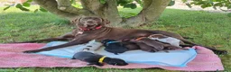 Bracco cani in vendita: Cucciolo Bracco Tedesco  a Provincia di Alessandria - Annuncio 1