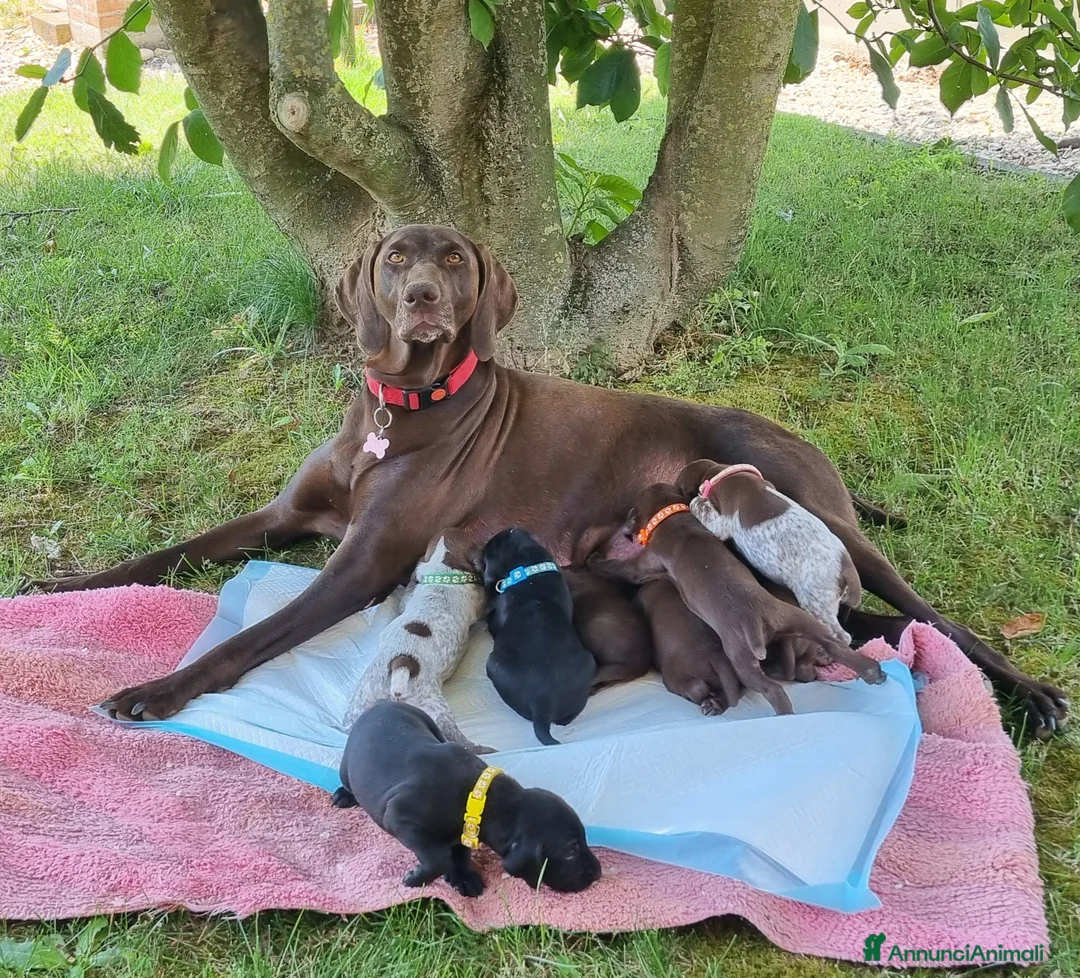 Bracco cani in vendita: Cucciolo Bracco Tedesco  a Provincia di Alessandria - Annuncio 1