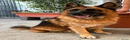 Pastore Tedesco cani in regalo: IBRA PASTORE TEDESCO - Annuncio 7