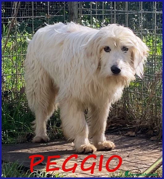 Meticcio cani PEGGIO tg media un po' timoroso - Annuncio 23