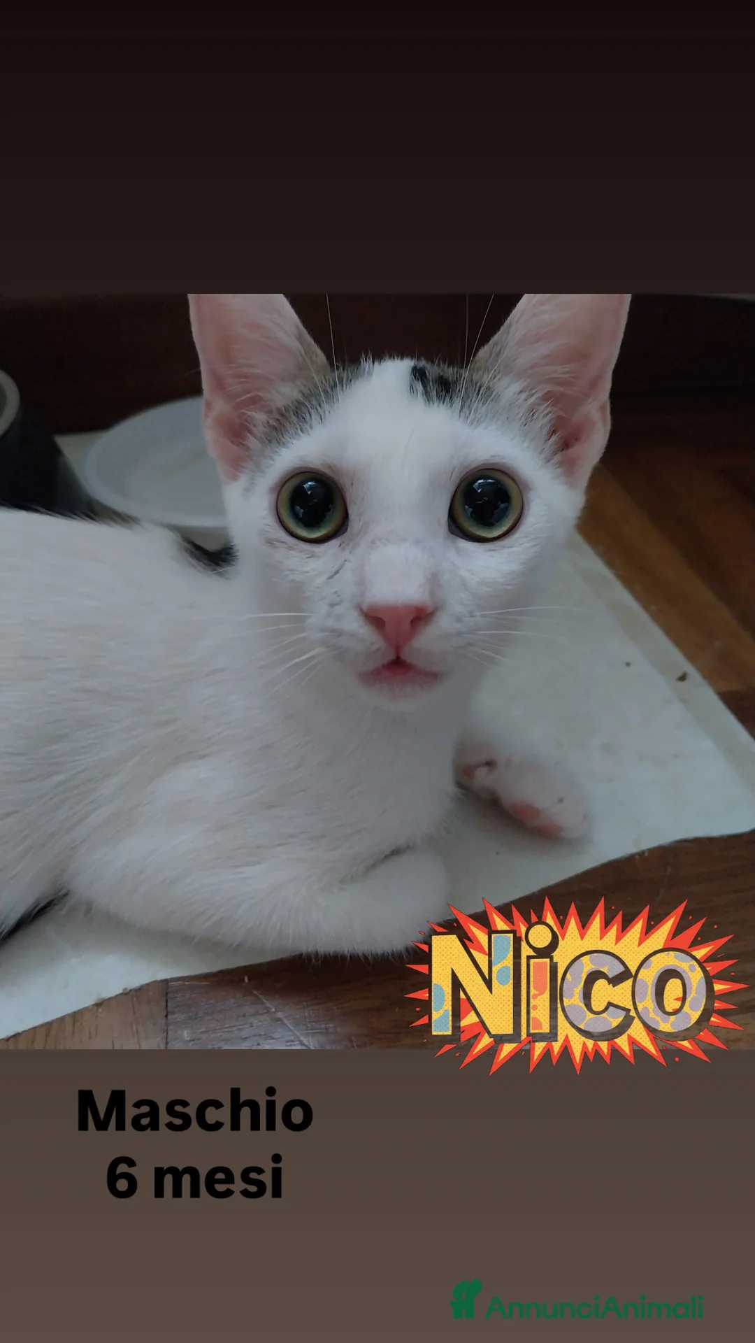 Europeo gatti in regalo: Gatti di 6 mesi in cerca di casa - Annuncio 3