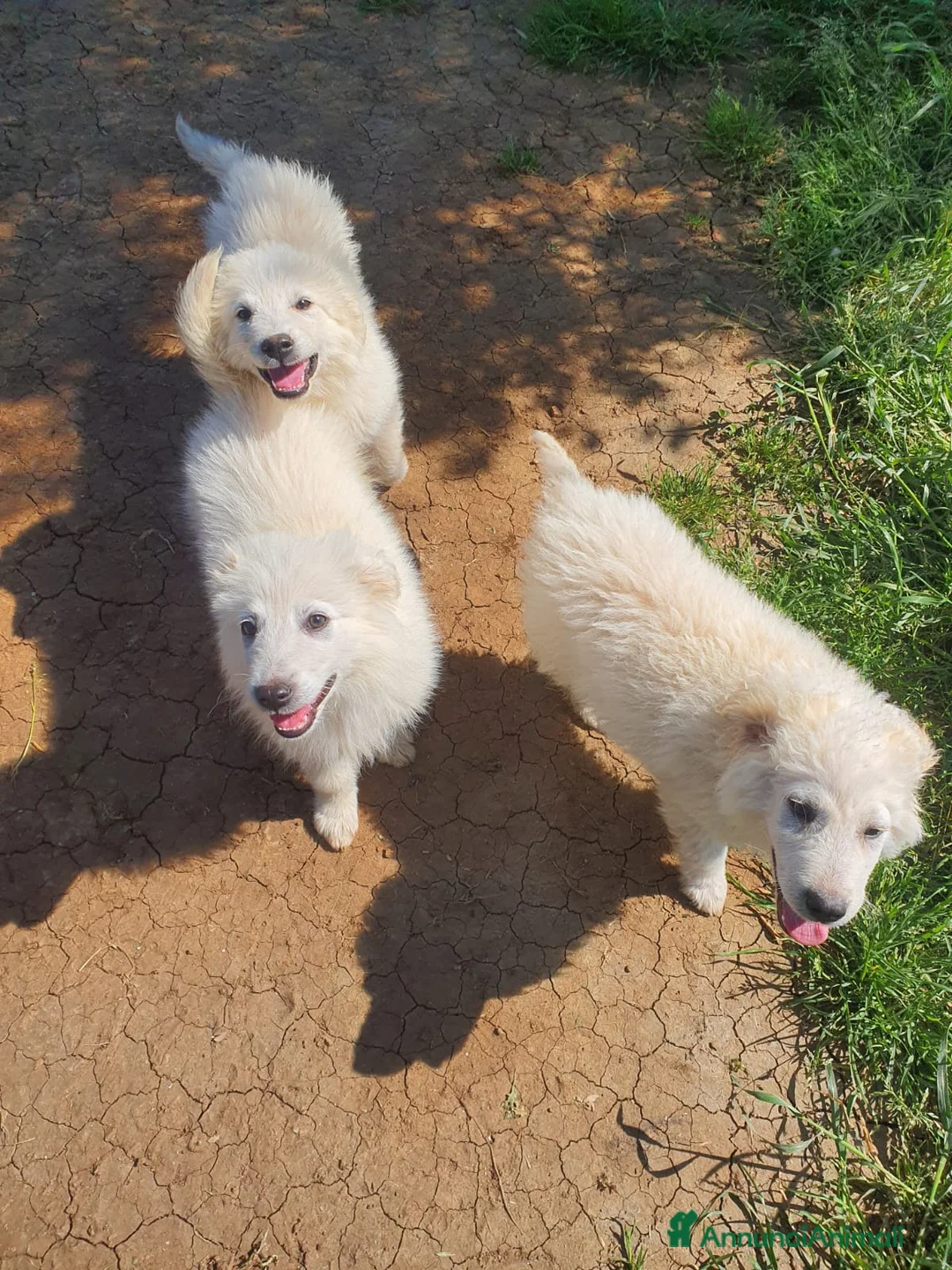 Pastore Maremmano cani in regalo: Meravigliosi maremmanini  a Provincia di Viterbo - Annuncio 6