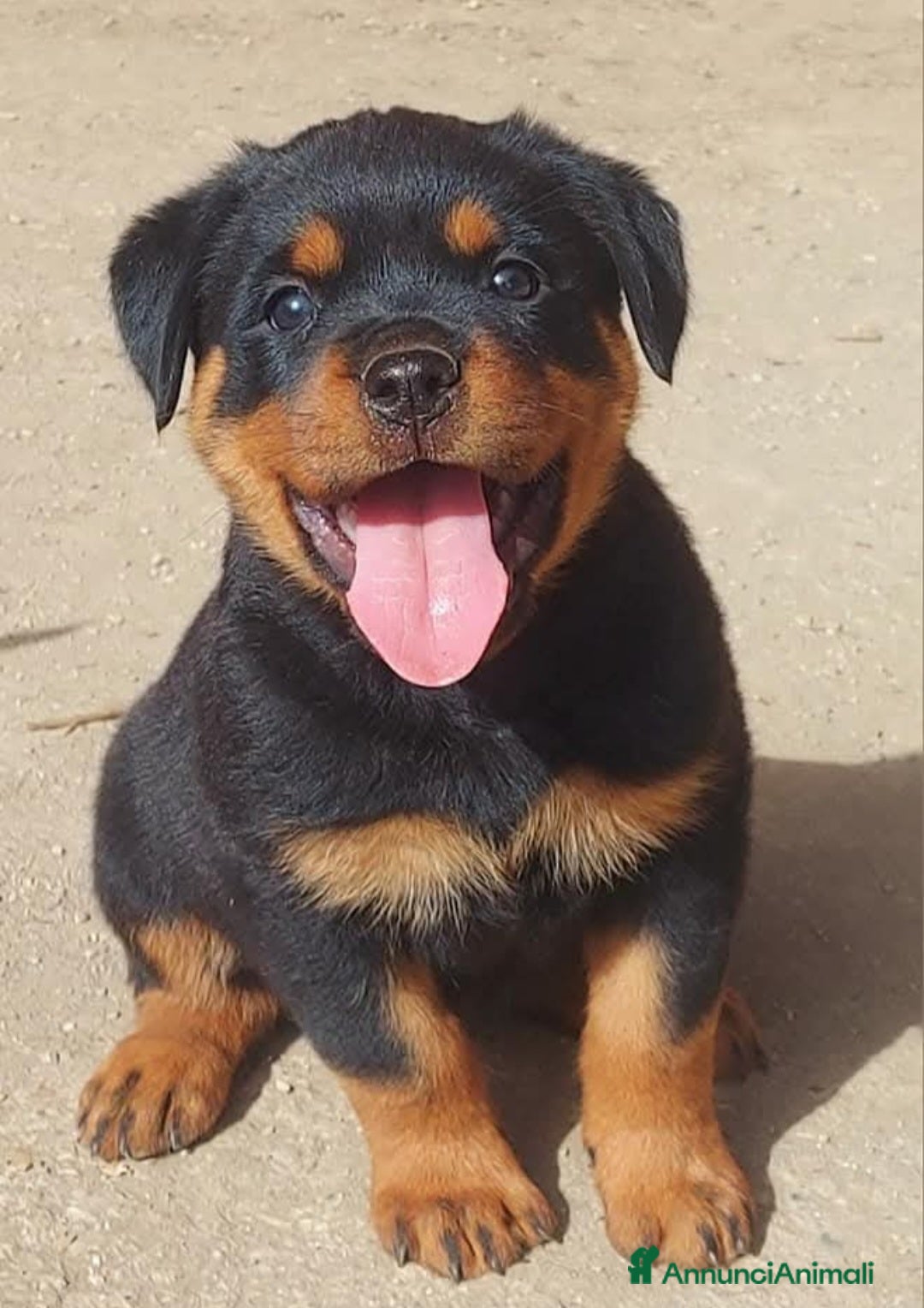 Rottweiler cani Disponibili cuccioli rottweiler - Annuncio 7