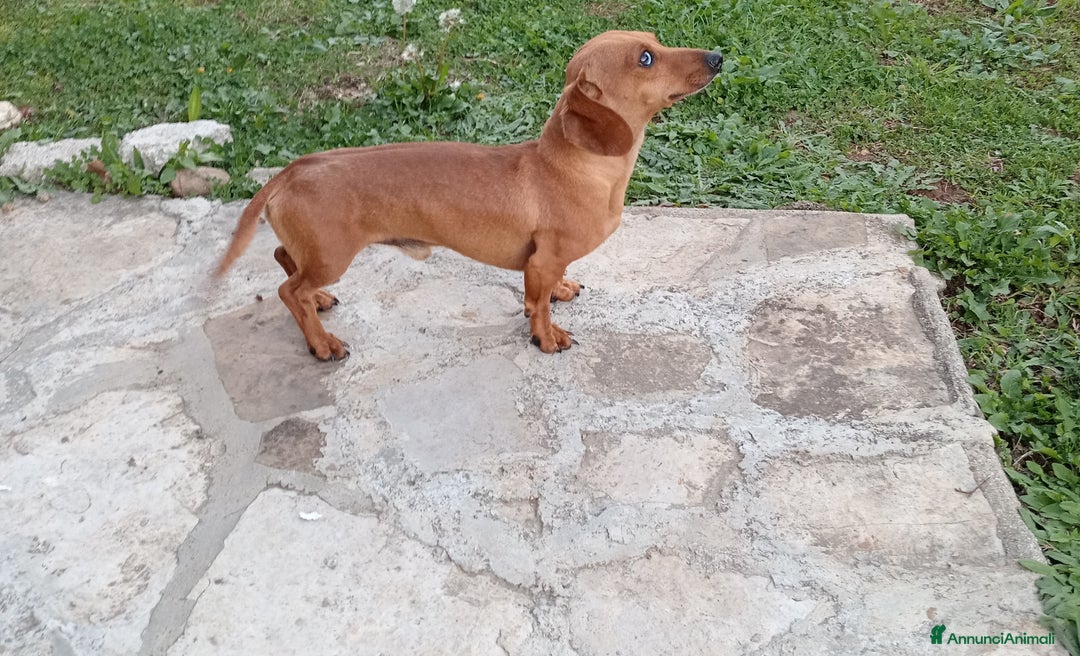 Bassotto cani in vendita: Bassotti - Annuncio 1