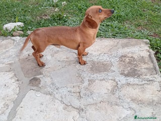 Bassotto cani Bassotti - Annuncio 16