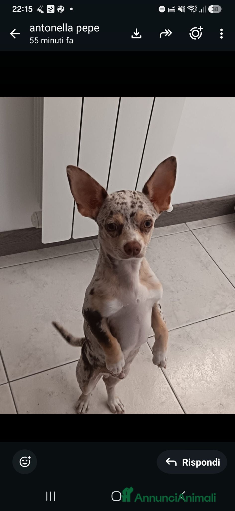 Chihuahua cani Chiuahua merle - Annuncio 34