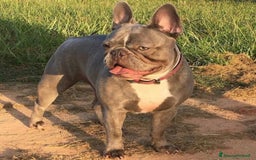 Bulldog Francese cani in vendita: Lélite del bulldog francese Blue a Provincia di Parma - Immagine 4