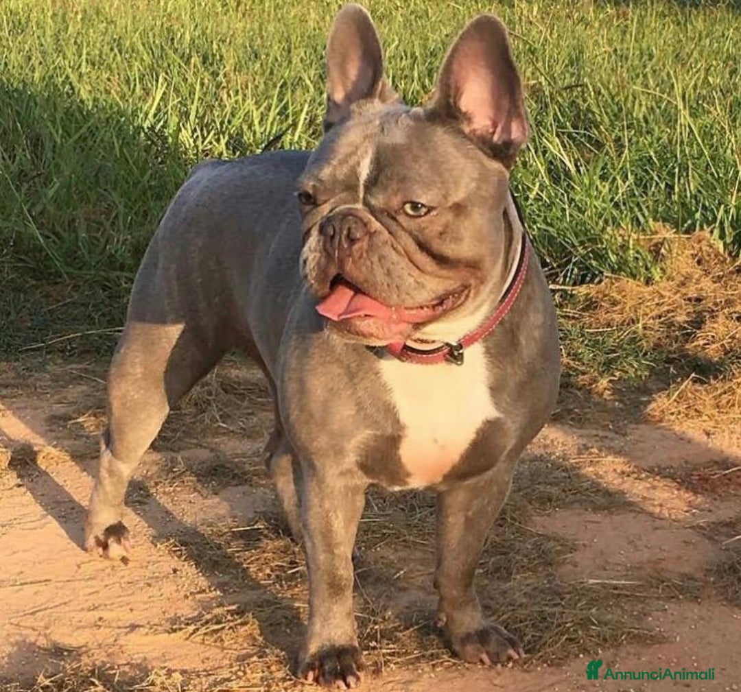 Bulldog Francese cani in vendita: Lélite del bulldog francese Blue a Provincia di Parma - Immagine 4